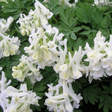 Corydalis solida subsp. solida 'White Knight'