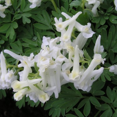 Corydalis solida subsp. solida 'White Knight'