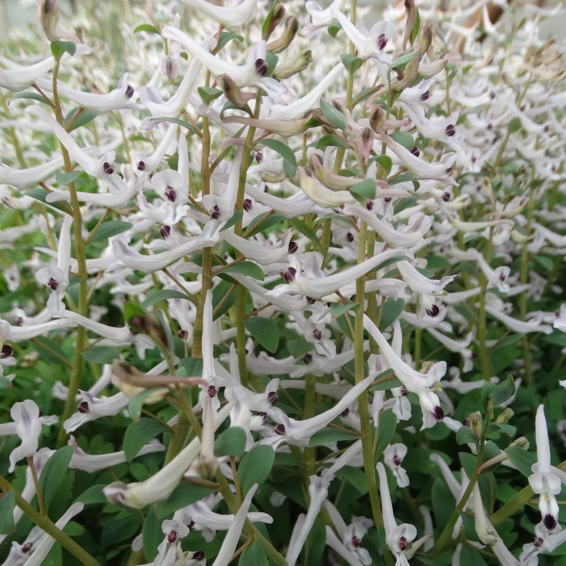 Corydalis haussknechtii