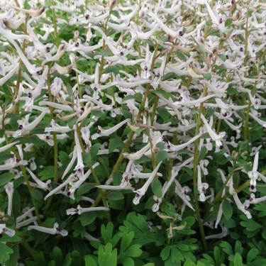 Corydalis haussknechtii