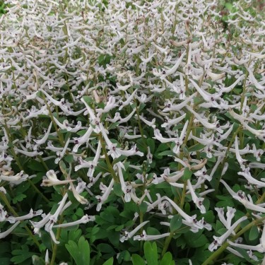 Corydalis haussknechtii