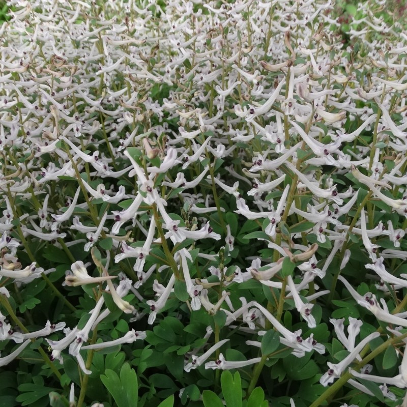 Corydalis haussknechtii