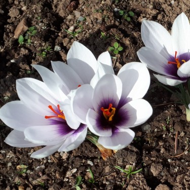 Crocus mathewii 'Alicia'
