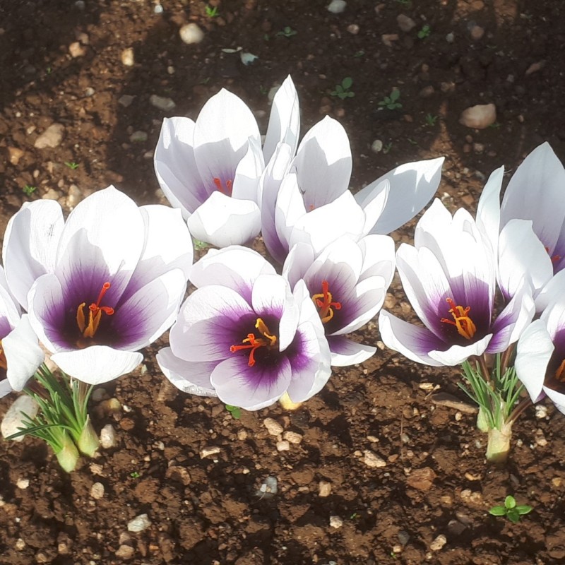 Crocus mathewii 'Alicia'