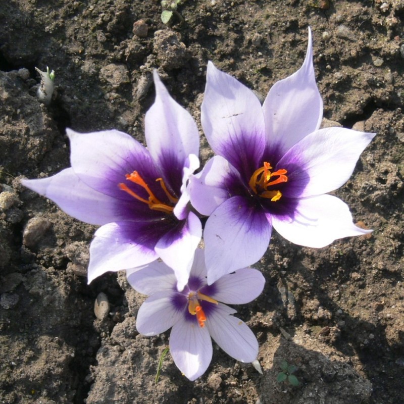 Crocus mathewii 'Star of Belpinari'