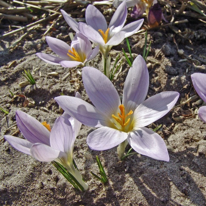 Crocus dalmaticus