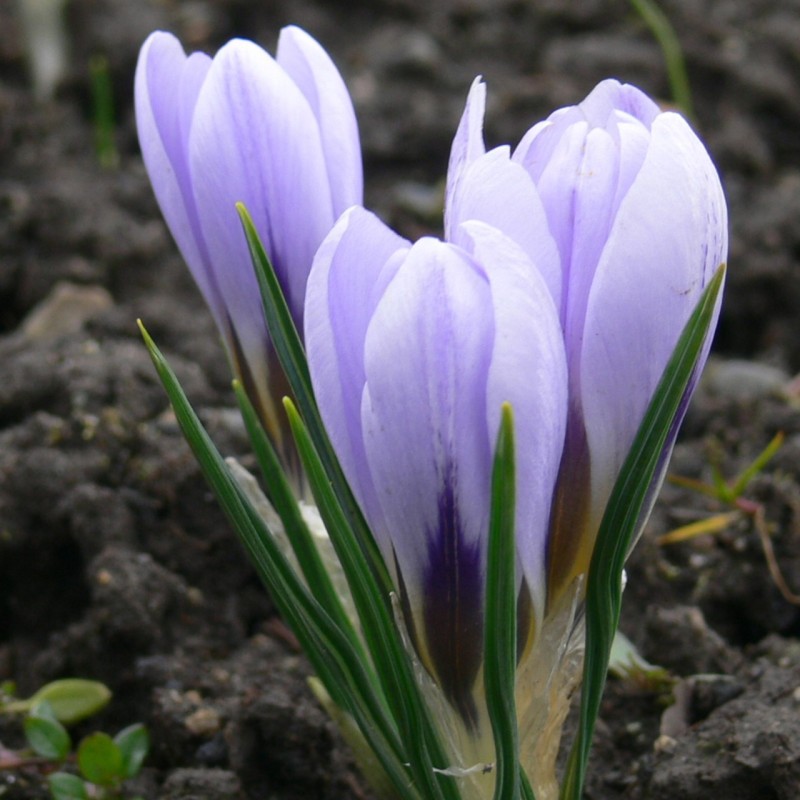 Crocus inghamii Crocus inghamii