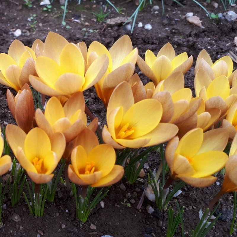 Crocus paulinae