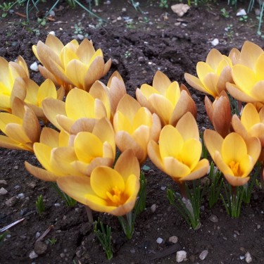 Crocus paulinae