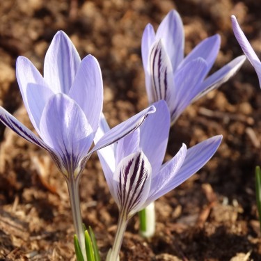 Crocus reticulatus