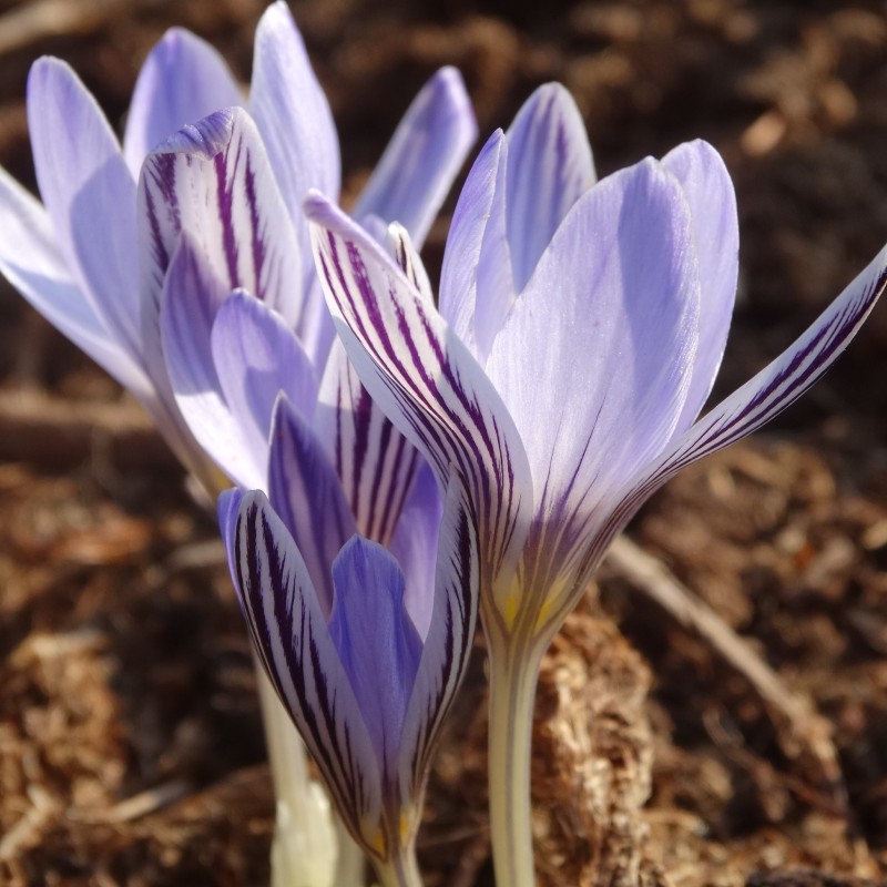 Crocus reticulatus