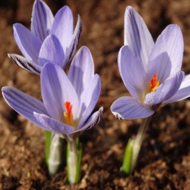 Crocus reticulatus
