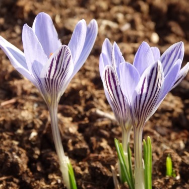 Crocus reticulatus