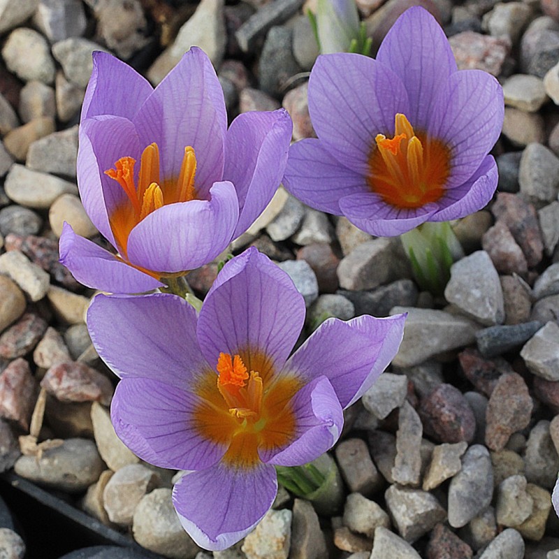 Crocus rujanensis