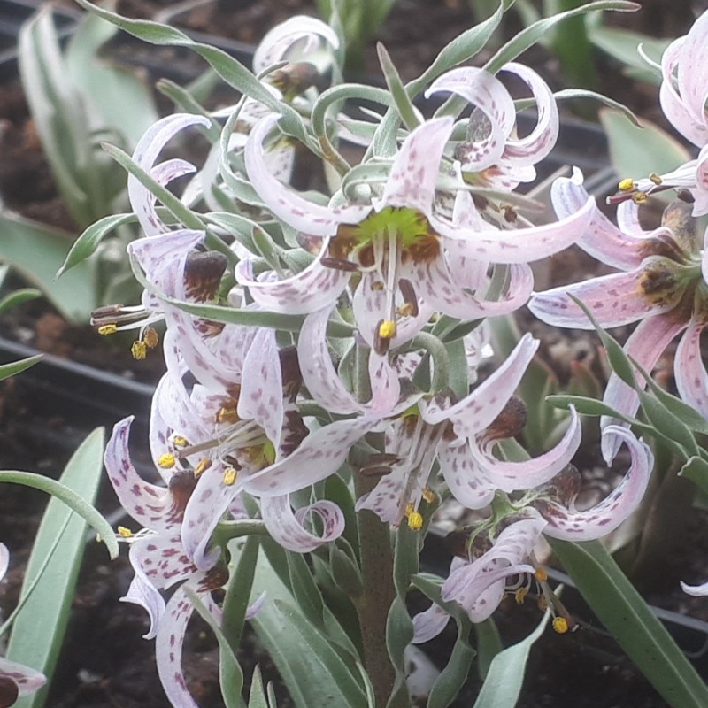 Fritillaria karelinii Fritillaria karelinii