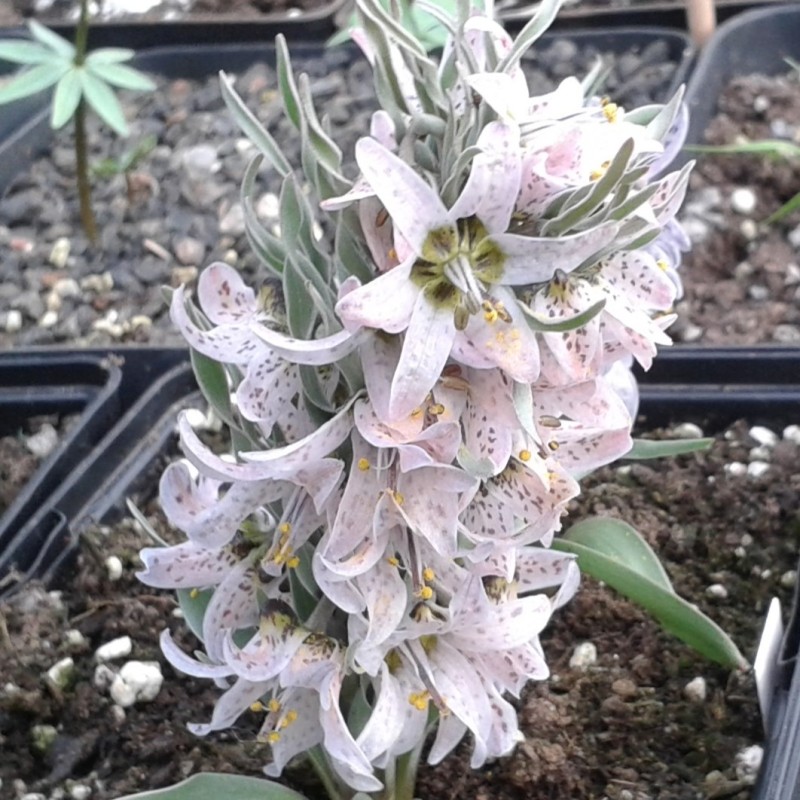 Fritillaria karelinii Fritillaria karelinii