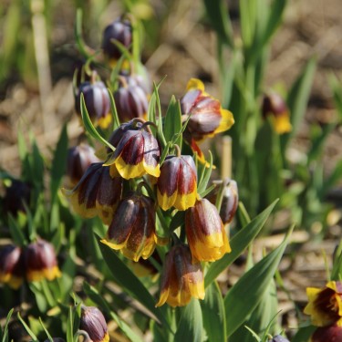 Fritillaria michailovskyi multiflora