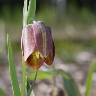 Fritillaria thessala 'Milea'