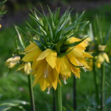 Fritillaria 'Yellow Beauty'