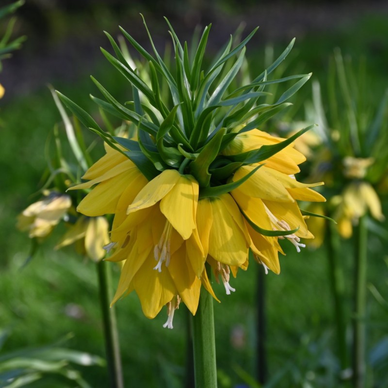 Fritillaria 'Yellow Beauty'