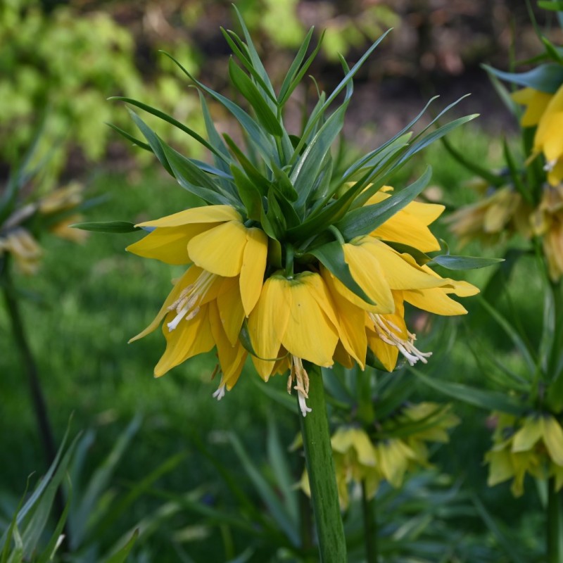 Fritillaria 'Yellow Beauty'