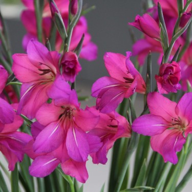 Gladiolus byzantinus 'Whistling Jack'