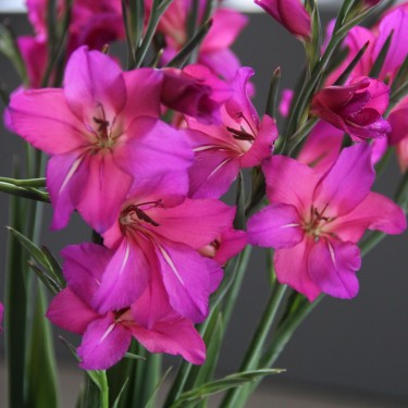 Gladiolus byzantinus 'Whistling Jack'