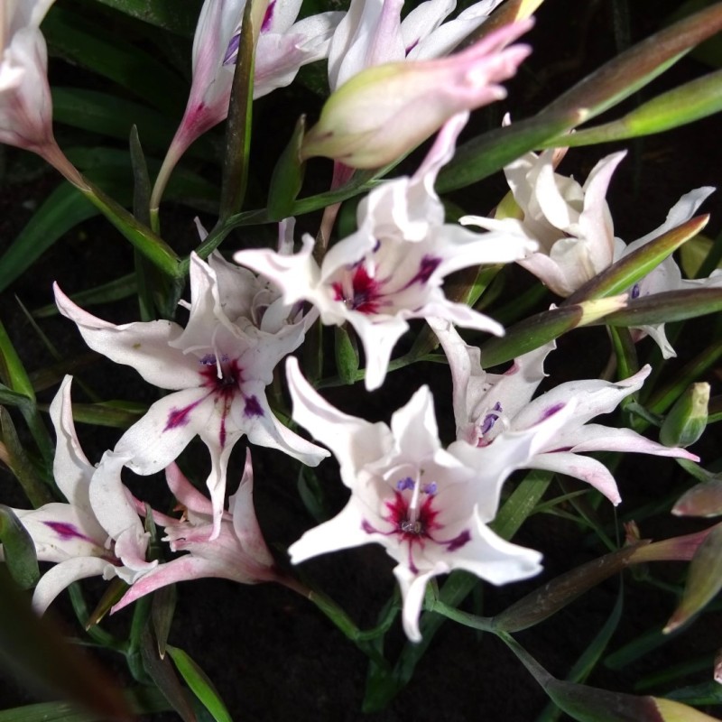 Gladiolus carneus 'Albidus'