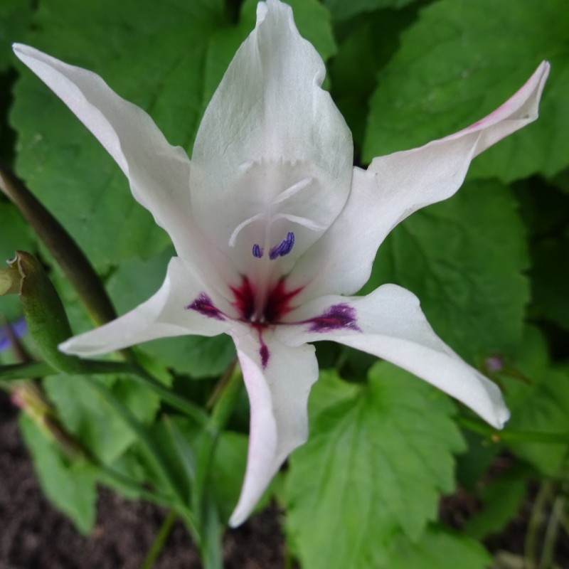 Gladiolus carneus 'Albidus'