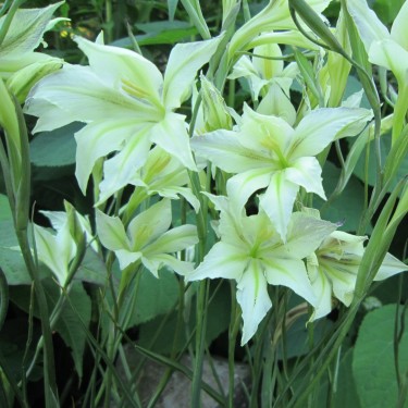 Gladiolus tristis 'Concolor'