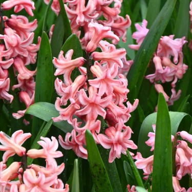 Hyacinthus orientalis 'Amigo'