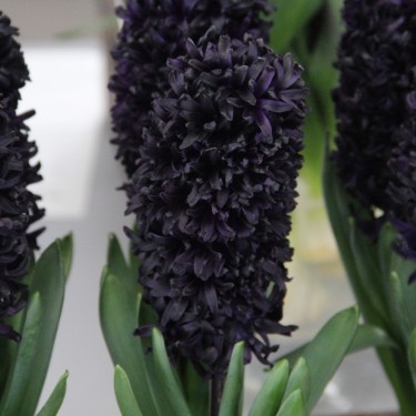 Hyacinthus orientalis 'Midnight Sky'