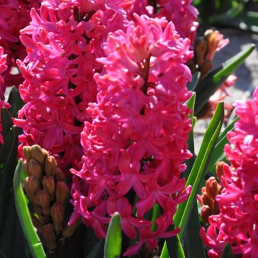 Geprepareerde hyacinten, rood