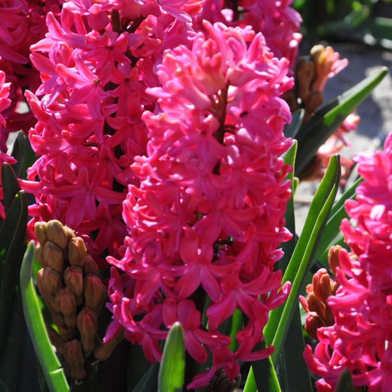 Geprepareerde hyacinten, rood