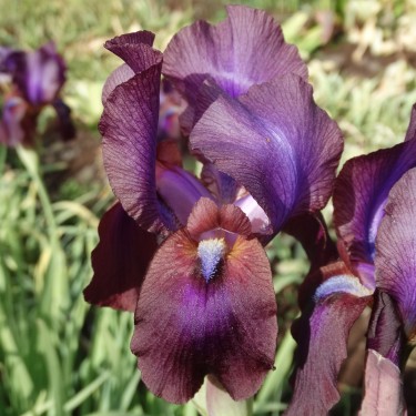 Iris x 'Dushanbe'