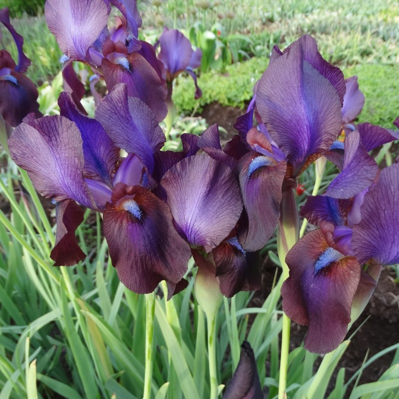 Iris x 'Dushanbe'
