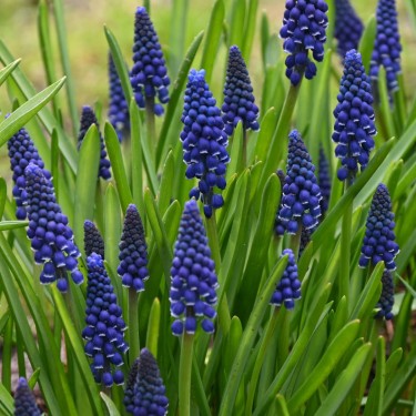 Muscari 'Joyce Spirit'