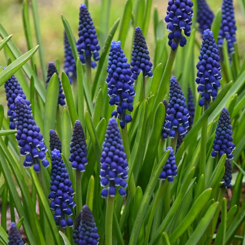 Muscari 'Joyce Spirit'
