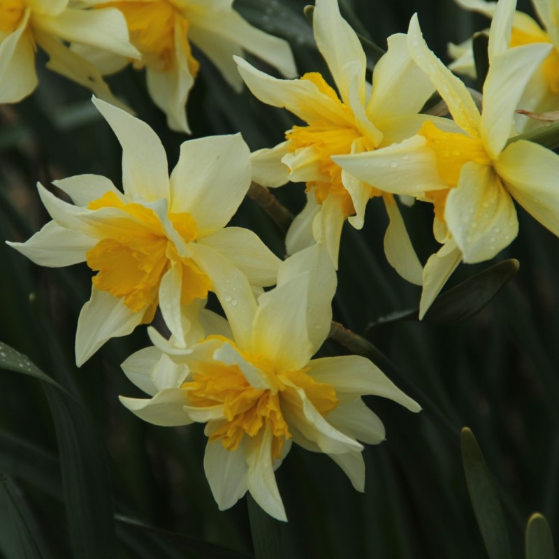 Narcissus 'Argent'