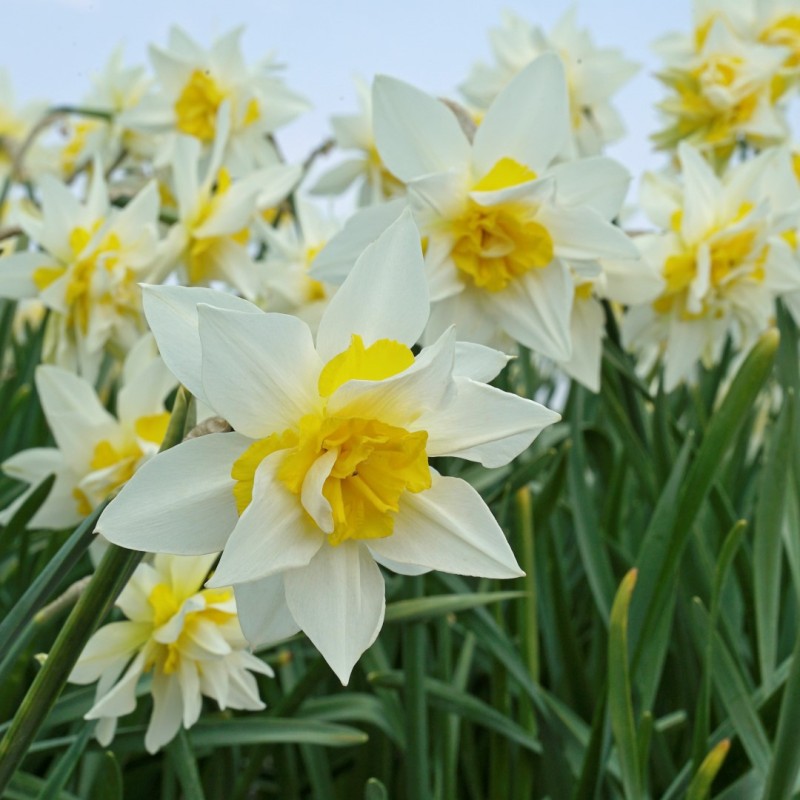 Narcissus 'Argent'