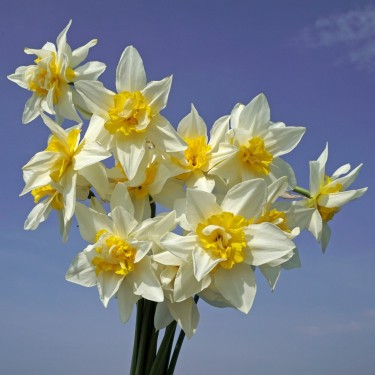 Narcissus 'Argent'
