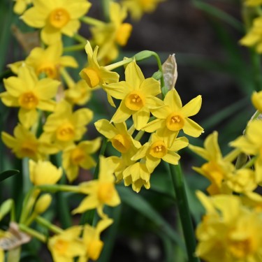 Narcissus bertolinii