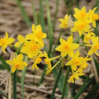Narcissus bertolinii