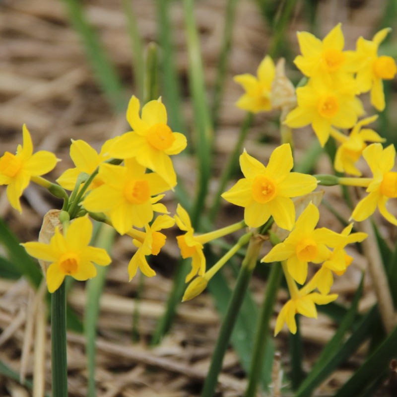 Narcissus bertolinii
