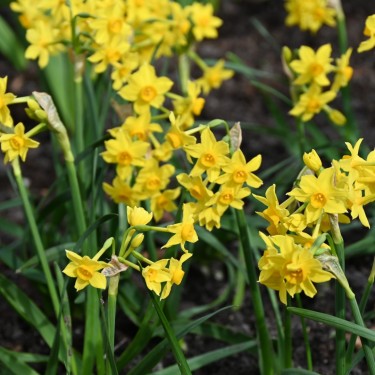 Narcissus bertolinii