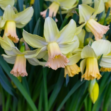 Narcissus 'Carice'