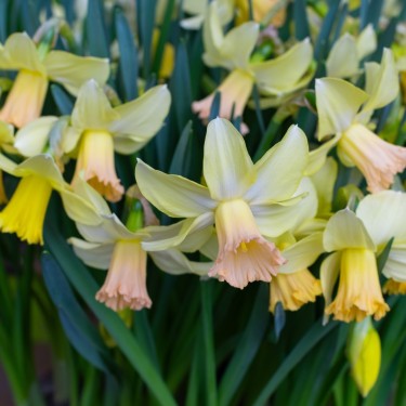 Narcissus 'Carice'