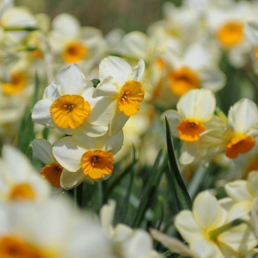 Narcissus 'Chappie'