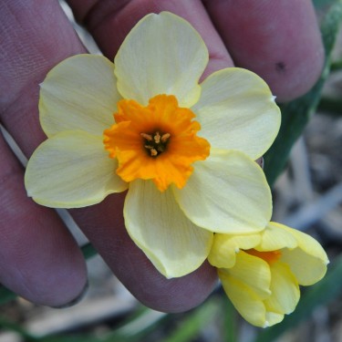 Narcissus 'Chappie'