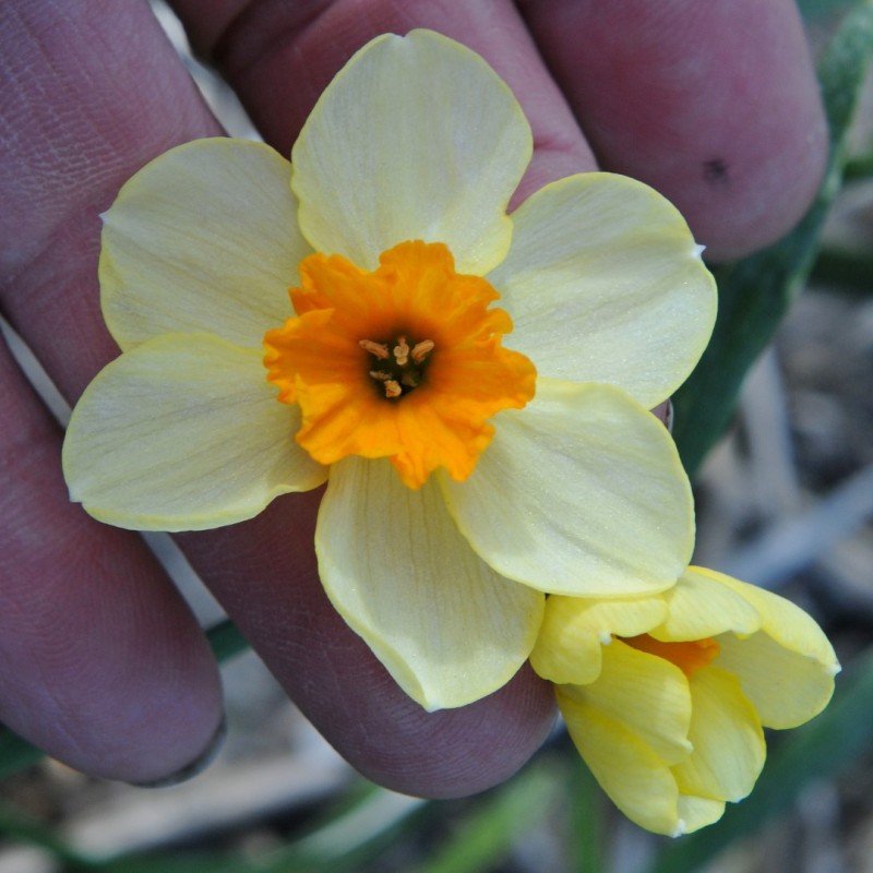 Narcissus 'Chappie'